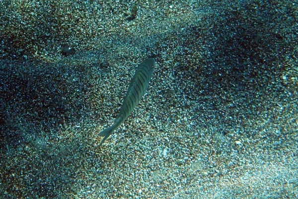 Полосатый морской лещ