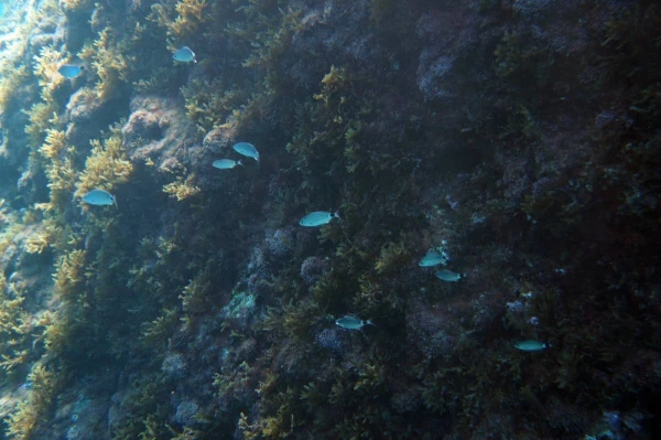 Чернохвостая облада