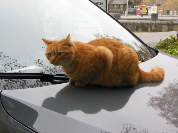 Бернский кот