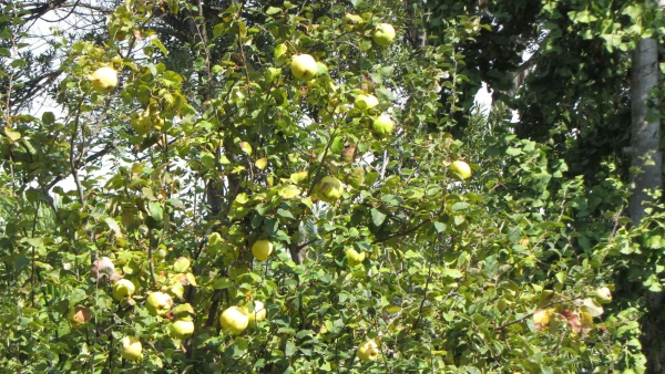 Жарди-Ботаник-Мар-и-Муртра, Бланес 