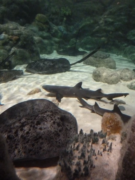Ocean Park
