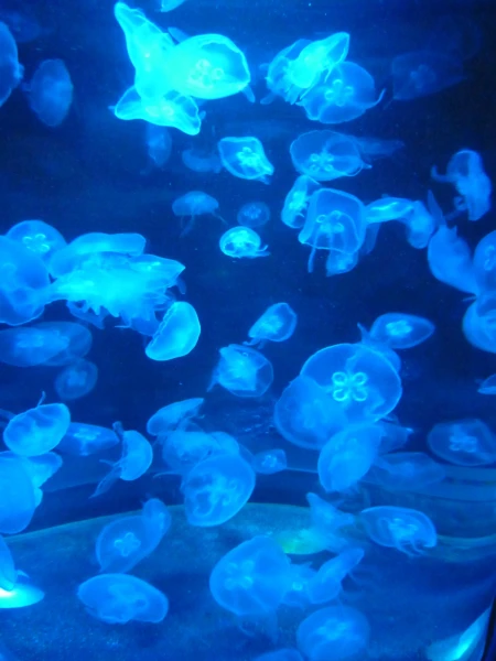 Ocean Park