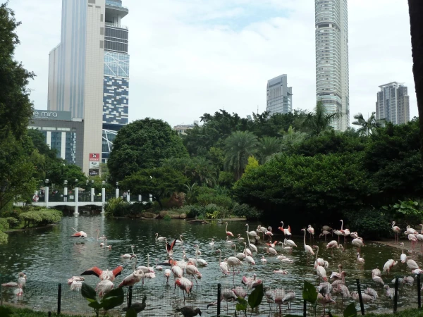 розовые фламинго в парке Kowloon