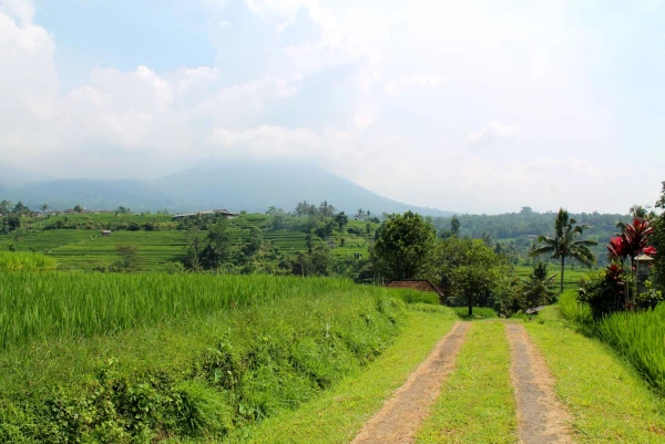 пейзажи Бали