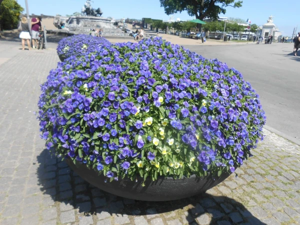 клумба