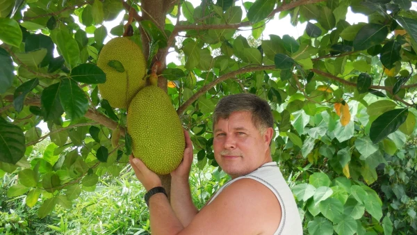 джек фрукт в дикой природе