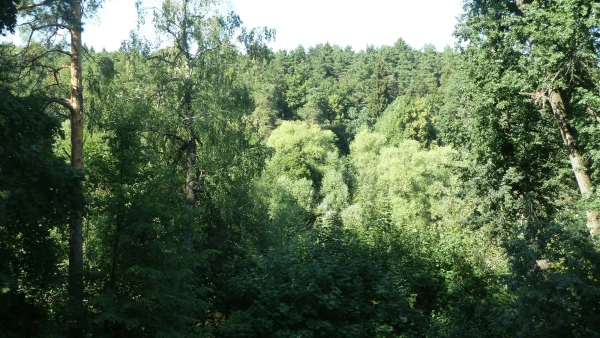На берегу Десны
