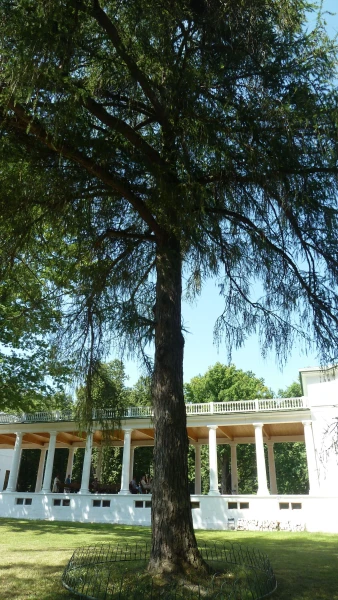 Гигансткая лиственница, посажена в 1850-е годы князем Вяземским