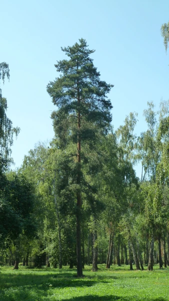 Остафьево