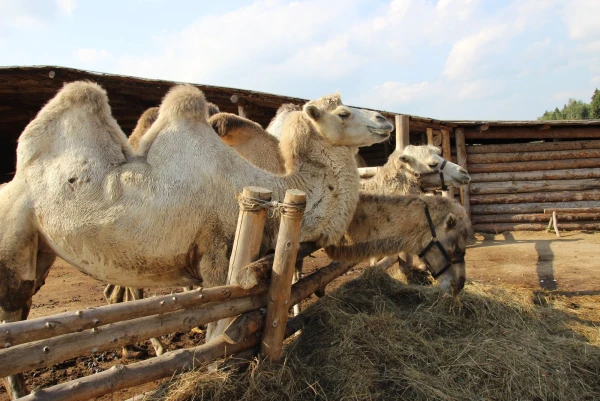 Корабли степей за обедом.