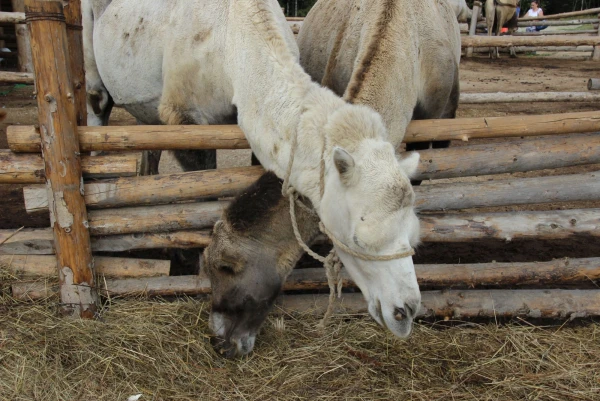 Этнопарк Кочевник.