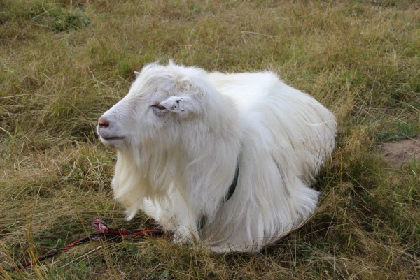 Этнопарк Кочевник.