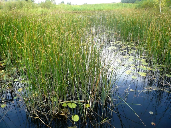 речка Большая Караганка
