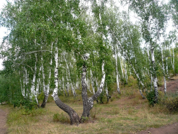 березки там не такие как в нашей полосе - многие кривятся  от самой земли