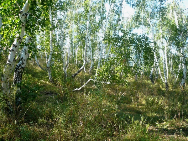 уральские березки