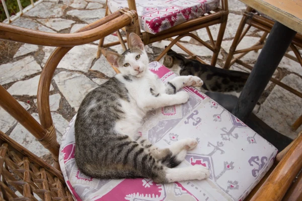 кошки отеля Akrotiri   beach