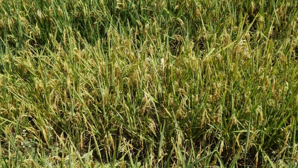 Рис (уже созрел, кстати)