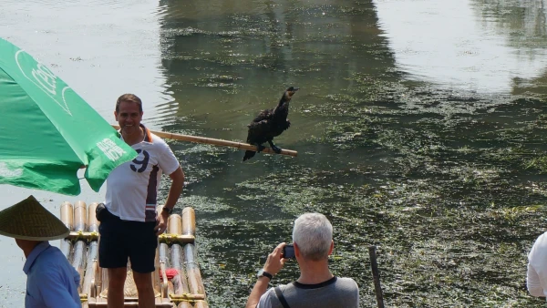 Баклан