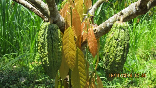 Какао.