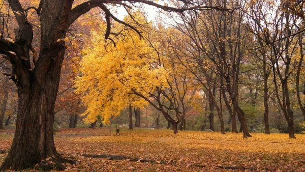 Карлово