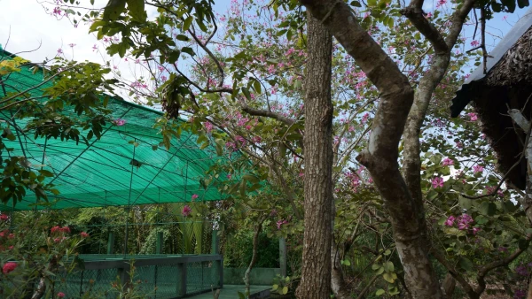 Цветы Меконга