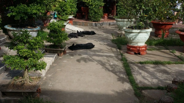 Сиеста
