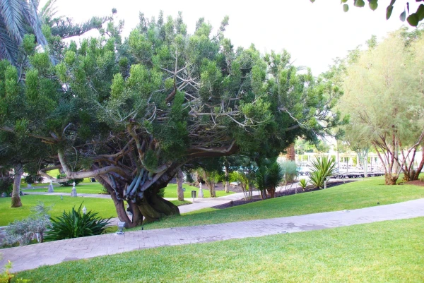 Barcelo Las Margaritas 4*. 
