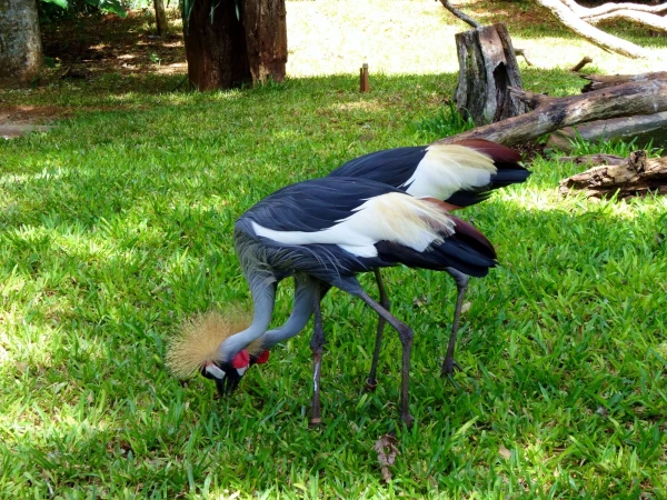 Мы с Тамарой ходим парой...
