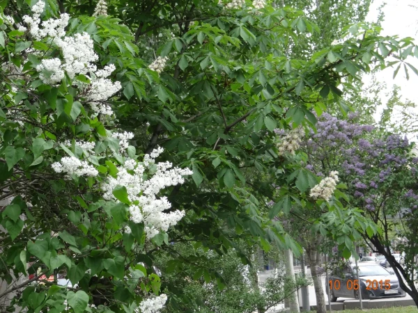 улицы города