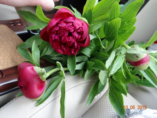 Пионы в начале мая!!!