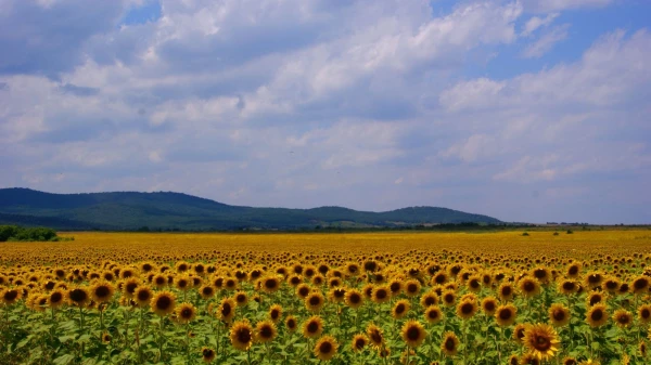 болгарский пейзаж