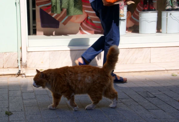 котяра