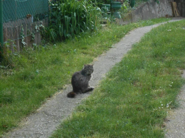 Котик