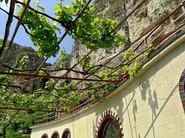 Виноград