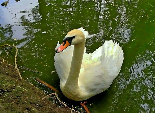 У подножия горы