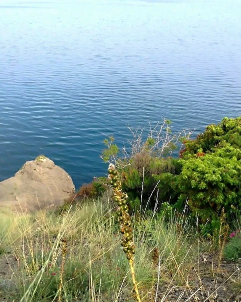Каперсы
