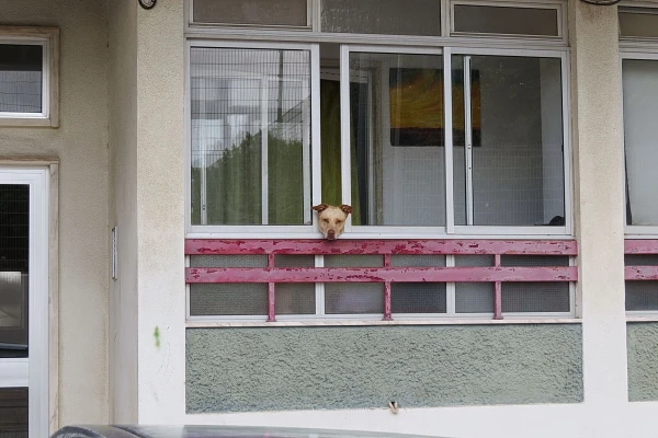 выгуливается )))