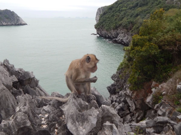 Monkey Island. Тоже входит в экскурсию.