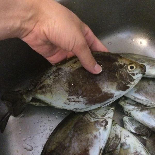 очень колючие плавники и нежное мясо )