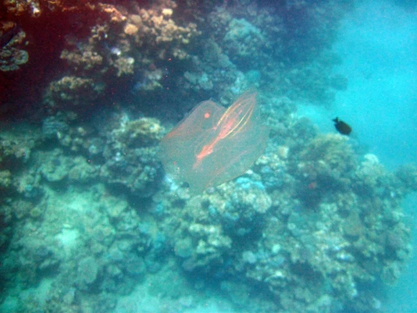 медуза  Leucothea sp 1