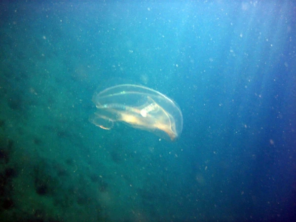 медуза  Leucothea sp 2