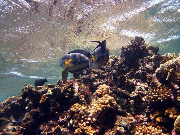рифы 69