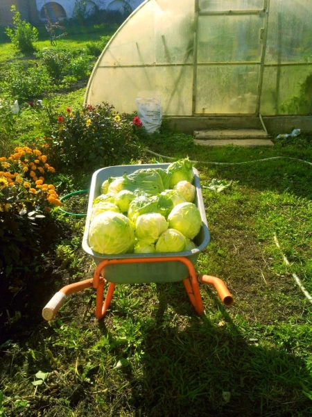 Монастырский урожай