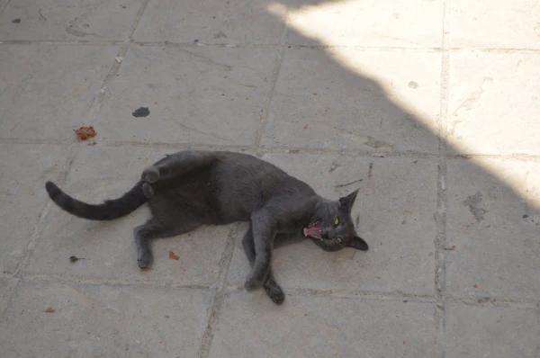 Еще один котяра