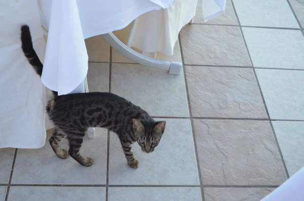 Не могу пройти мимо котов... Симпатяга из нашего отеля