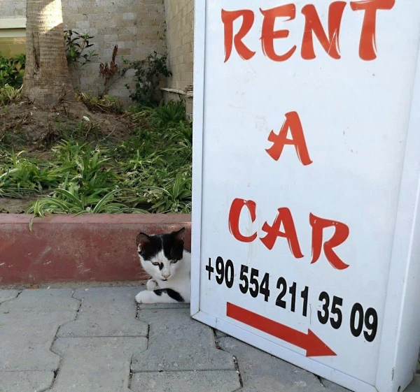 Авто на прокат, коты бесплатно.