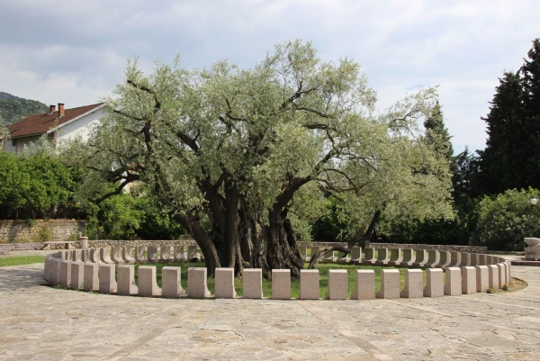 Старая Олива в Мировице ( 2240 лет ).