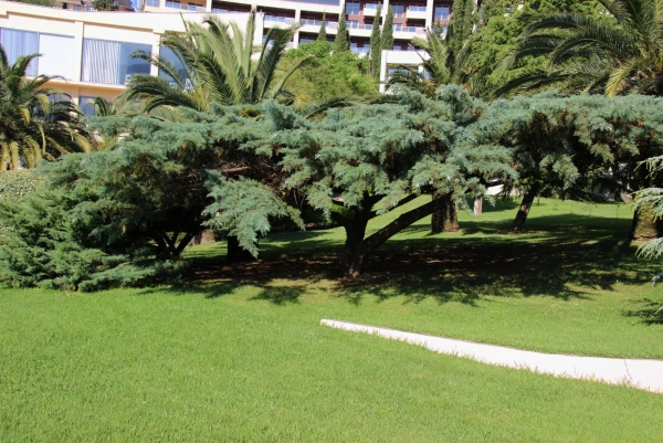 Отель Iberostar Bellevue 4*.