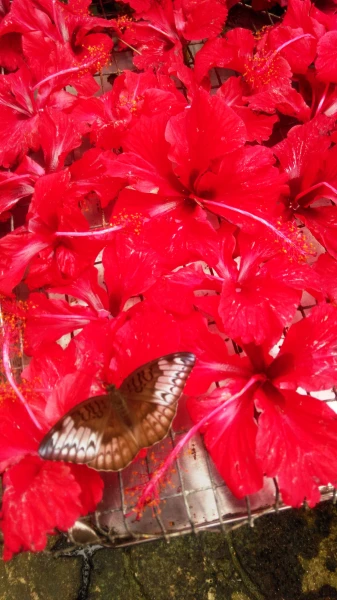 Kuala Lumpur Butterfly Park 