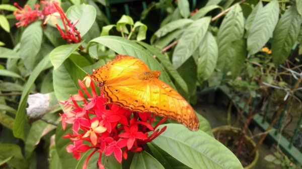 Kuala Lumpur Butterfly Park 